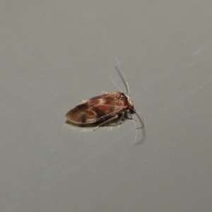 Psocodea 'Psocoptera' sp. (order) at Acton, ACT - 25 Jun 2021 11:11 AM