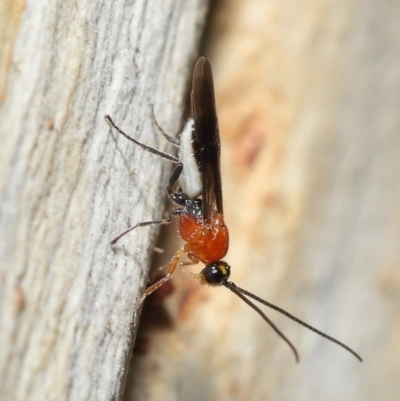 Braconidae (family) (Unidentified braconid wasp) at Acton, ACT - 27 Jun 2021 by TimL