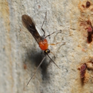 Braconidae (family) at Acton, ACT - 27 Jun 2021