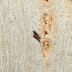 Braconidae (family) at Acton, ACT - 27 Jun 2021 12:43 PM