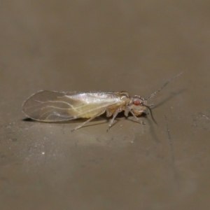 Valenzuela sp. (genus) at Acton, ACT - 25 Jun 2021 11:15 AM