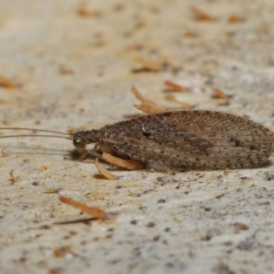 Micromus tasmaniae (Tasmanian Brown Lacewing) at ANBG - 15 Jun 2021 by TimL