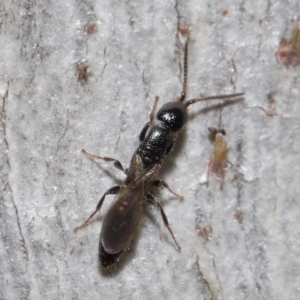 Bethylidae (family) at ANBG - 27 Jun 2021