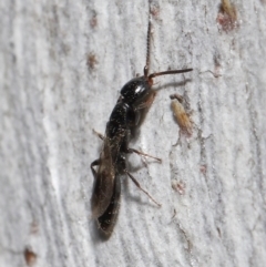 Bethylidae (family) at ANBG - 27 Jun 2021 12:50 PM