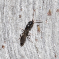 Bethylidae (family) at ANBG - 27 Jun 2021 12:50 PM