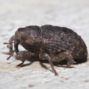 Cryptorhynchini sp. (tribe) at Downer, ACT - 4 Jun 2021