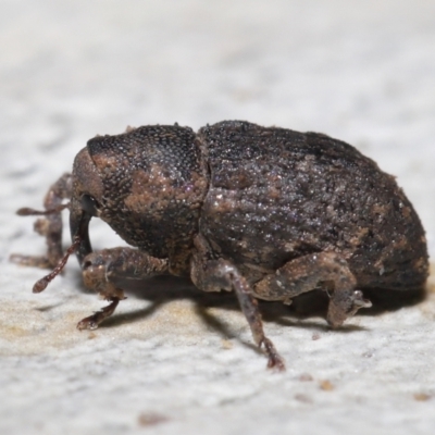Cryptorhynchini sp. (tribe) (Unidentified cryptorhynchine weevil) at Downer, ACT - 4 Jun 2021 by TimL