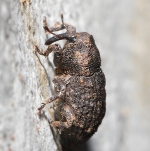 Cryptorhynchini sp. (tribe) at Downer, ACT - 4 Jun 2021