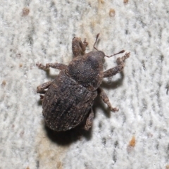 Cryptorhynchini sp. (tribe) at Downer, ACT - 4 Jun 2021 12:30 PM