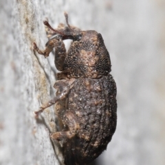 Cryptorhynchini sp. (tribe) at Downer, ACT - 4 Jun 2021 12:30 PM