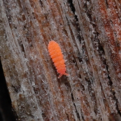 Collembola sp. (class) (Springtail) at ANBG - 4 Jun 2021 by TimL
