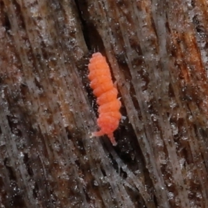 Poduromorpha sp. (order) at ANBG - 4 Jun 2021 12:40 PM