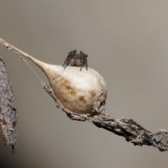 Araneidae (family) (Orb weaver) at Acton, ACT - 23 Jun 2021 by TimL