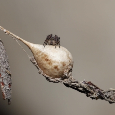 Araneidae (family) (Orb weaver) at Acton, ACT - 23 Jun 2021 by TimL