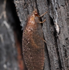 Psychobiella sp. (genus) (Brown Lacewing) at ANBG - 23 Jun 2021 by TimL