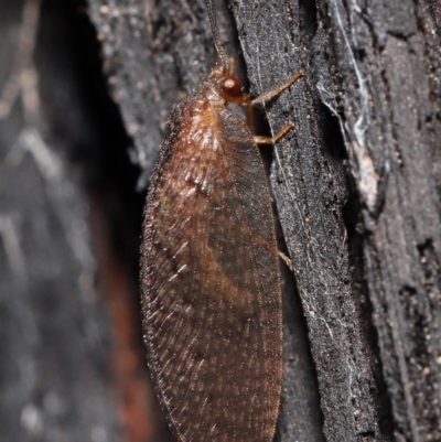 Psychobiella sp. (genus) (Brown Lacewing) at Acton, ACT - 23 Jun 2021 by TimL