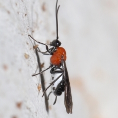 Braconidae (family) (Unidentified braconid wasp) at Acton, ACT - 25 Jun 2021 by TimL