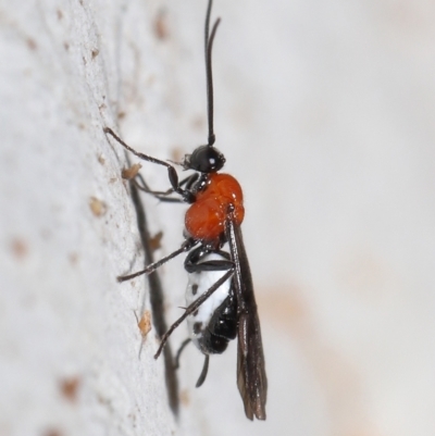 Braconidae (family) (Unidentified braconid wasp) at ANBG - 25 Jun 2021 by TimL