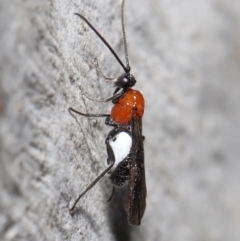 Braconidae (family) at Acton, ACT - 25 Jun 2021