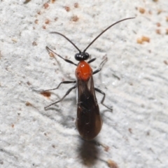 Braconidae (family) at Acton, ACT - 25 Jun 2021