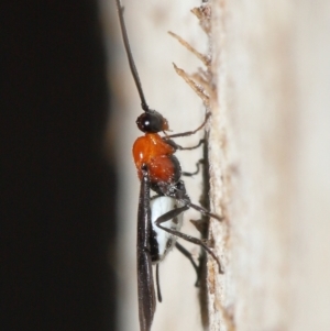 Braconidae (family) at Acton, ACT - 25 Jun 2021