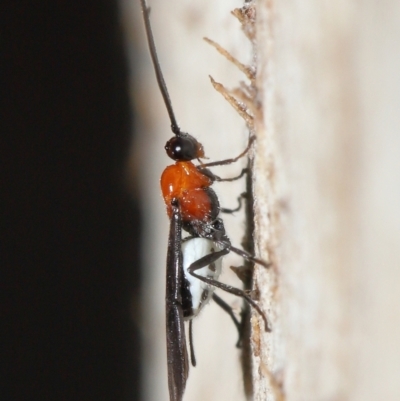 Braconidae (family) (Unidentified braconid wasp) at ANBG - 25 Jun 2021 by TimL