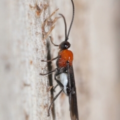 Braconidae (family) at Acton, ACT - 25 Jun 2021