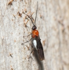 Braconidae (family) at Acton, ACT - 25 Jun 2021