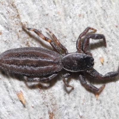 Holoplatys planissima (Common ultraflat jumping spider, Grooved jumping spider) at ANBG - 18 Jun 2021 by TimL