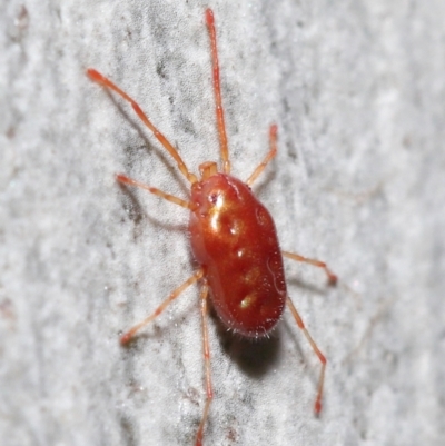 Rainbowia sp. (genus) (A mite) at Acton, ACT - 11 Jun 2021 by TimL