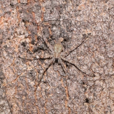 Tamopsis sp. (genus) (Two-tailed spider) at ANBG - 11 Jun 2021 by TimL