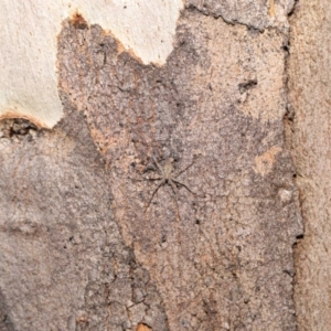 Tamopsis sp. (genus) at Acton, ACT - 11 Jun 2021