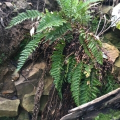 Polystichum proliferum (Mother Shield Fern) at Acton, ACT - 31 Jul 2021 by NedJohnston