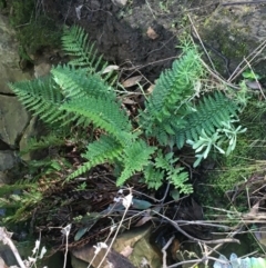 Polystichum proliferum at Acton, ACT - 31 Jul 2021