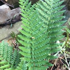 Polystichum proliferum at Acton, ACT - 31 Jul 2021 02:15 PM