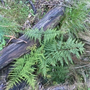 Pteris tremula at Acton, ACT - 1 Aug 2021