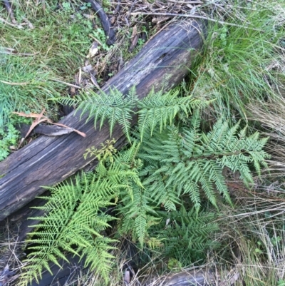 Pteris tremula (Tender Brake) at Acton, ACT - 1 Aug 2021 by Ned_Johnston