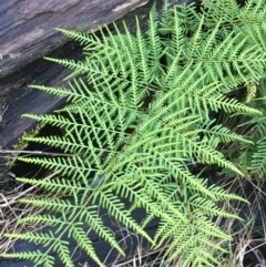 Pteris tremula at Acton, ACT - 1 Aug 2021