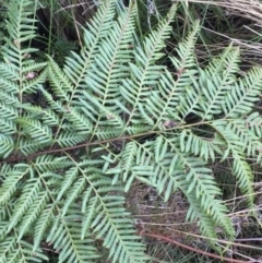 Pteris tremula at Acton, ACT - 1 Aug 2021 03:43 PM