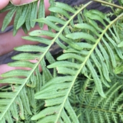 Pteris tremula at Acton, ACT - 1 Aug 2021