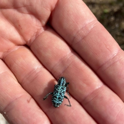 Chrysolopus spectabilis (Botany Bay Weevil) at Paddys River, ACT - 31 Jul 2021 by jeremyahagan