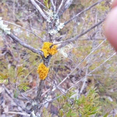 Teloschistes sp. (genus) (A lichen) at Paddys River, ACT - 31 Jul 2021 by jeremyahagan