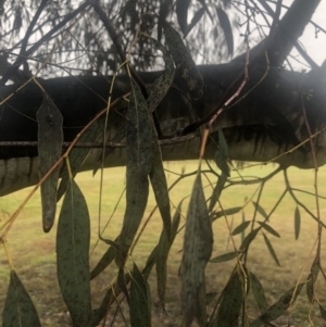 Sooty mould at Emu Creek - 1 Aug 2021