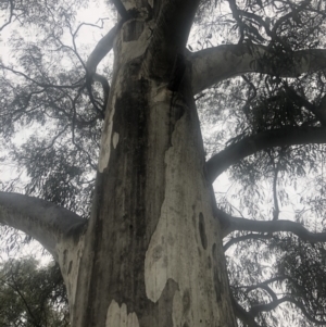 Sooty mould at Emu Creek - 1 Aug 2021