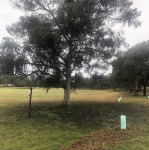 Sooty mould at Emu Creek - 1 Aug 2021