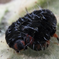 Apina callisto at Garran, ACT - 1 Aug 2021 10:41 AM