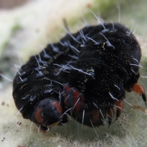 Apina callisto at Garran, ACT - 1 Aug 2021 10:41 AM