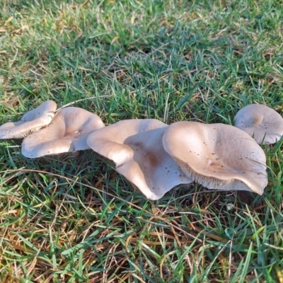Unverified Fungus at Higgins, ACT - 29 Jul 2021 by wombey