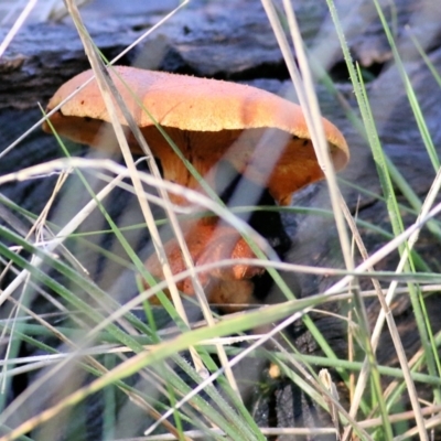 Unidentified Cap on a stem; none of the above at Wodonga, VIC - 1 Aug 2021 by Kyliegw