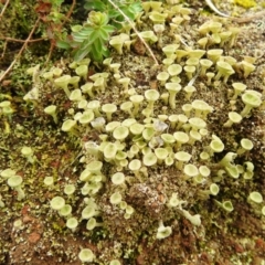 Cladonia sp. (genus) (Cup Lichen) at Kambah, ACT - 1 Aug 2021 by HelenCross